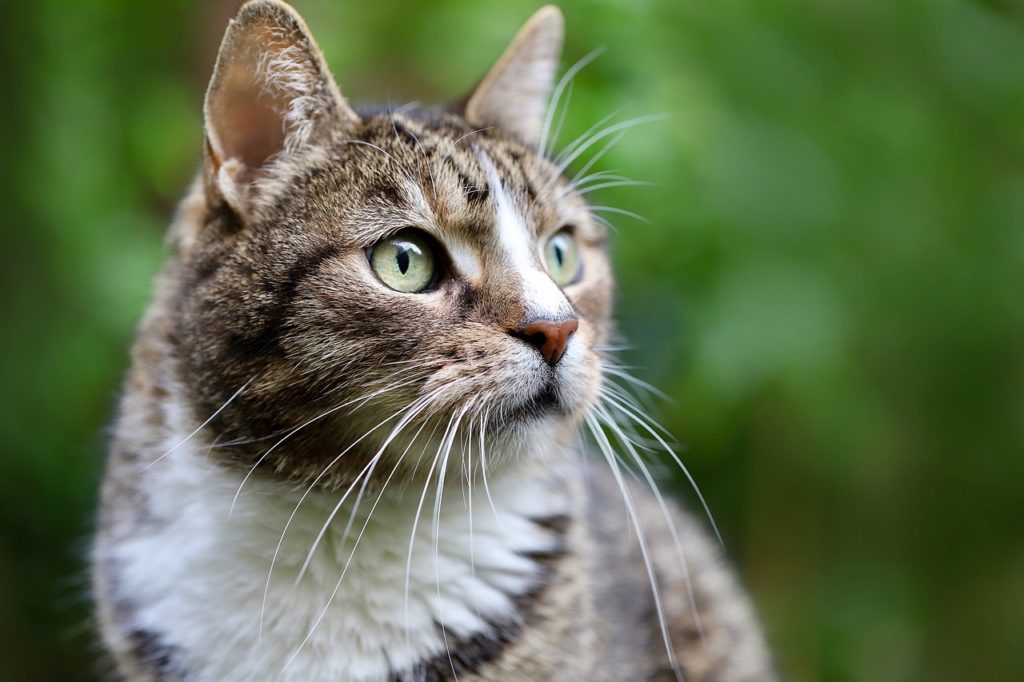 8 août : Journée internationale du chat : célébration de nos amis félins 😺