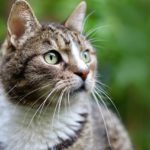 Journée internationale du Chat