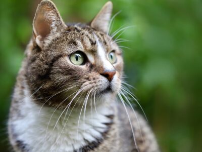 Journée internationale du Chat