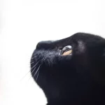 Journée internationale du Chat Noir
