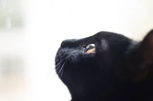 Journée internationale du Chat Noir