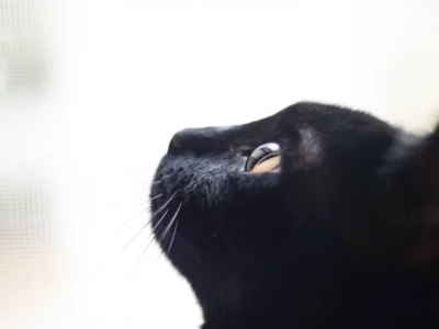 Journée internationale du Chat Noir