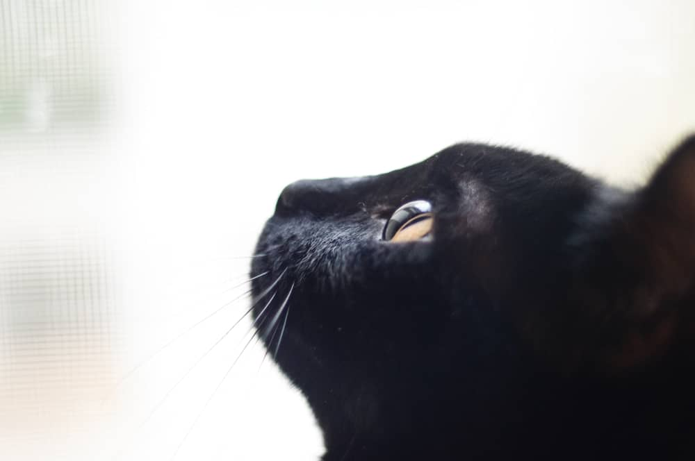 Journée internationale du Chat Noir