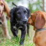 Journée mondiale du chien
