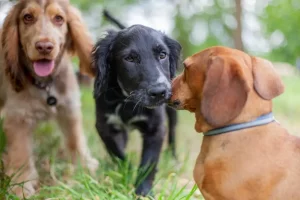 Journée mondiale du chien