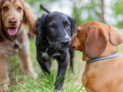 Journée mondiale du chien