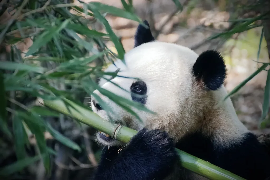Panda et bambou