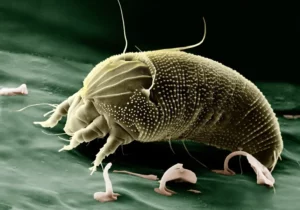 Allergies aux acariens