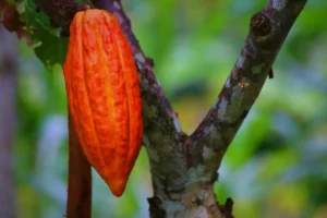 Cabosse cacao