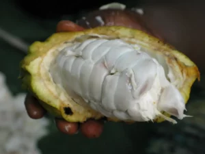 Cabosses cacao ouverte