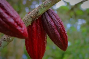 Cabosses cacao