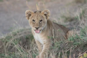 journée mondiale du lion