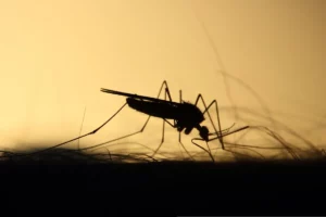 World Mosquito Day
