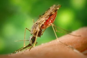 Journée internationale du moustique