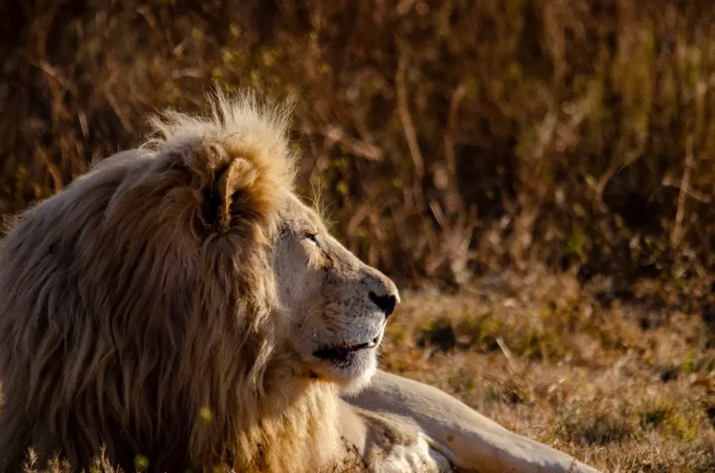 10 août : Journée mondiale du lion