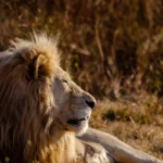journée mondiale du lion