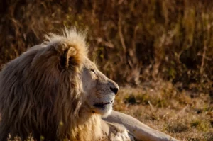 journée mondiale du lion