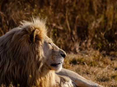 journée mondiale du lion