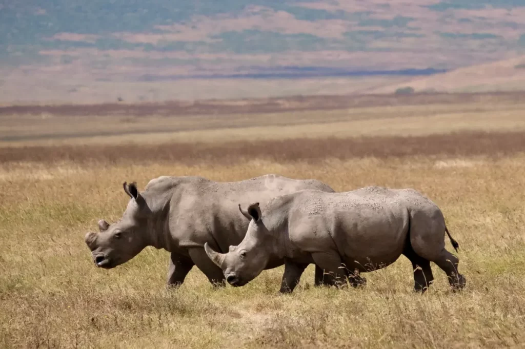 Journée mondiale du rhinocéros