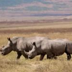 Journée mondiale du rhinocéros
