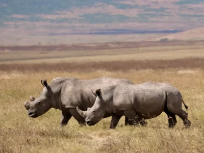 Journée mondiale du rhinocéros
