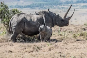 Journée mondiale du rhinocéros