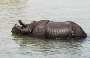 Journée mondiale du rhinocéros