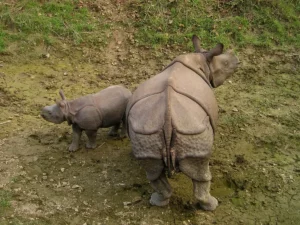 Journée mondiale du rhinocéros