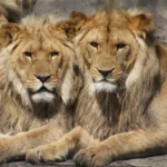 Lion, Journée mondiale des animaux