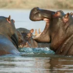 Hippopotame, Journée mondiale des animaux