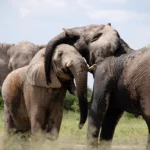 Eléphants, Journée mondiale des animaux