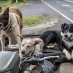 Chiens, Journée mondiale des animaux