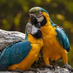 Perroquets, Journée mondiale des animaux