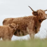 Vaches, Journée mondiale des animaux