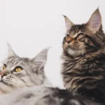 Chats, Journée mondiale des animaux
