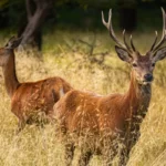 Cervidés, Journée mondiale des animaux