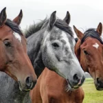 Chevaux, Journée mondiale des animaux